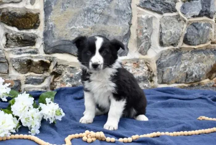 Filhotes de Border Collie disponíveis! Chama no WhatsApp para fotos e vídeos agora!