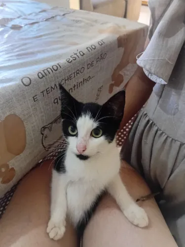 Doação gatos 