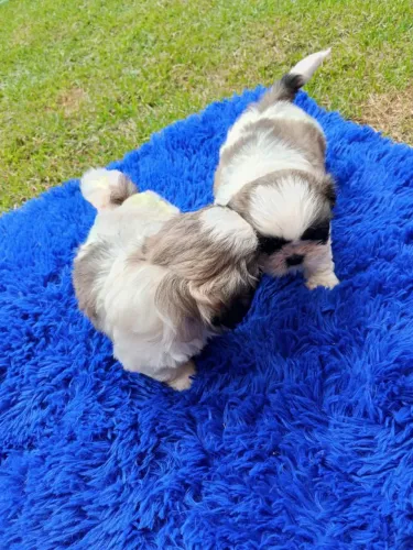 Shih tzu Mini 
