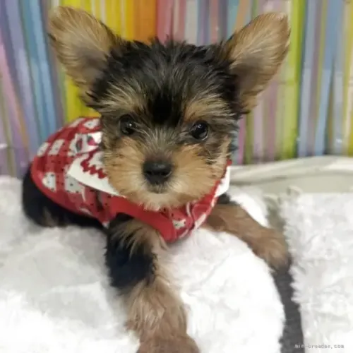 Cãozinho Yorkshire/York pelagem linda e bem cuidada