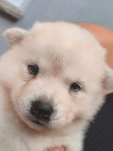 Husky siberiano