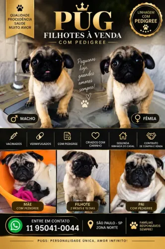 Filhotes de Pug