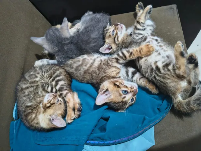 Gato bengal