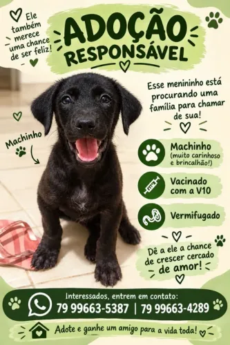 Filhotes para adoção