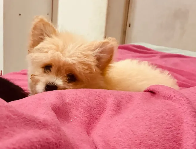 Filhote macho de Spitz com Maltês ? 3 meses ?