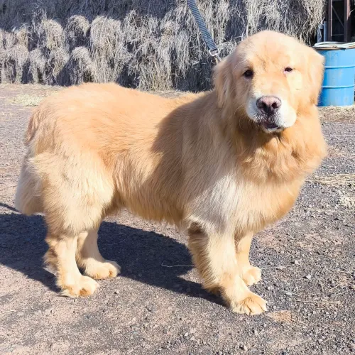 GOLDEN RETRIEVER Pedigree CBKC Casal