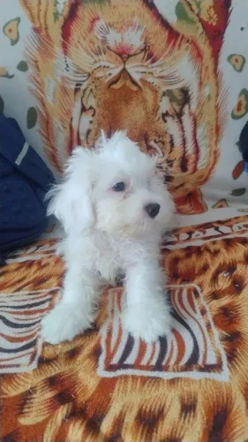 Filhote de maltês de 4 meses