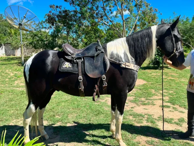 Cavalo Mangolino