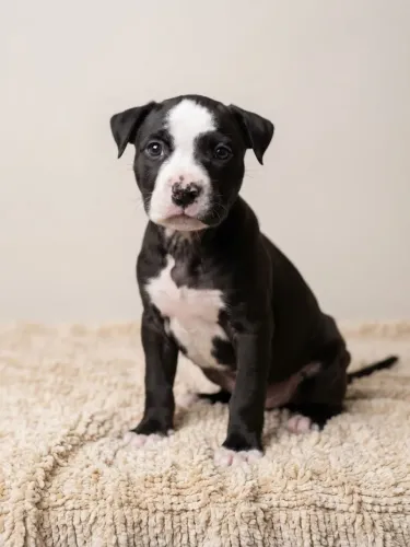 Filhote de American Bully