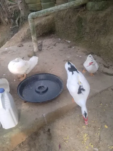 Vendendo patos e patas