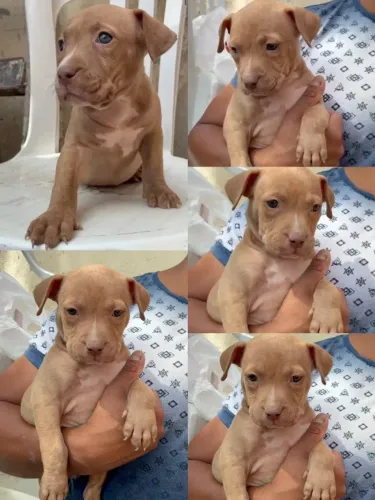 Cachorro pitmonster