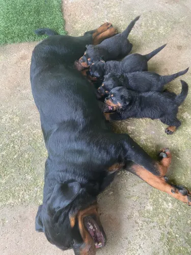 rottweiler