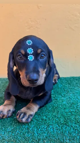 DACHSHUND macho 