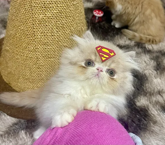 Gato Persa com Pedigree