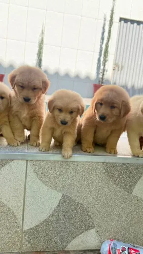 Golden Retriever