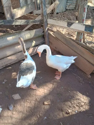 Vende-se  Ganso