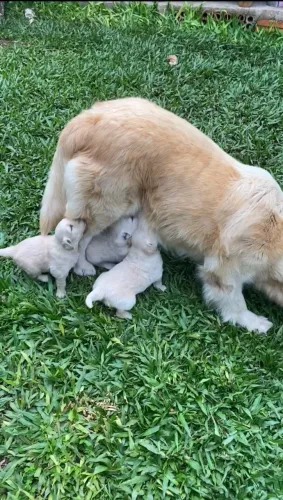 Filhotes de Golden Retriever fêmea