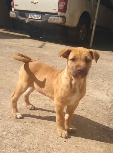 Filhote (American Bully + Pitbull com Fila)