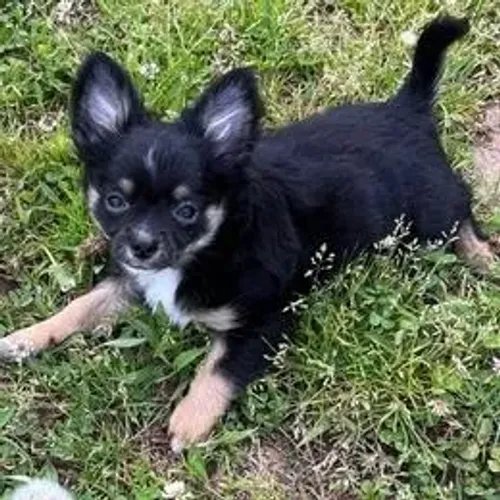 Chihuahua,Chihuahua Filhote Muito Amoroso e Dócil