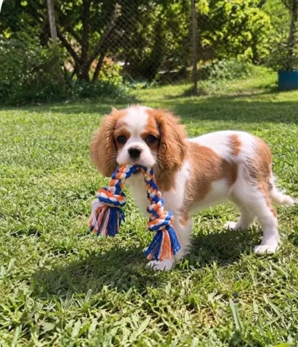 Filhote macho de Cavalier