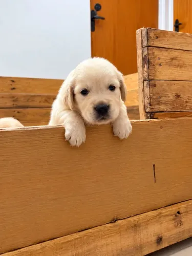 GOLDEN RETRIEVER PEDIGREE 
