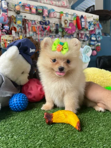 Spitz alemão macho anao com 65 dias $2.400,00