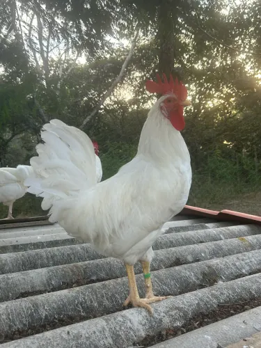 Galos da raça Legorne