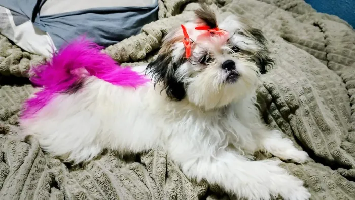Bebê shih Tzu disponível