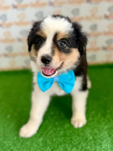 Border Collie macho 