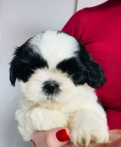 Filhotes de Shih-tzu disponíveis