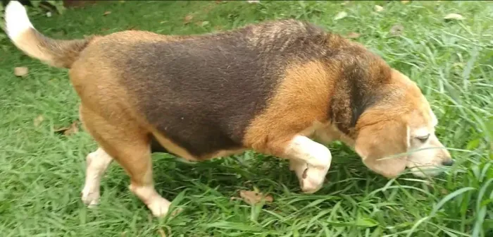 Beagle Fêmea Tricolor