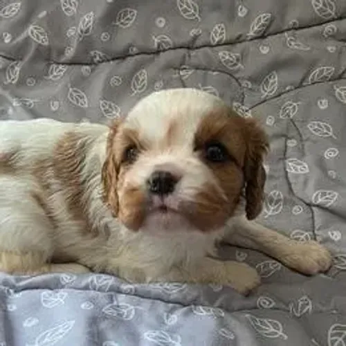 Cavalier King Charles Spaniel,Cavalier King Charles Spaniel Filhote Selecionado Alta Proce