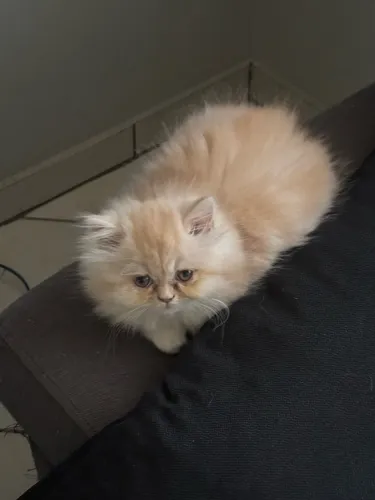 Filhote de gato persa fêmea