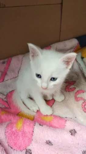 Doação de Gatinhos Siameses 