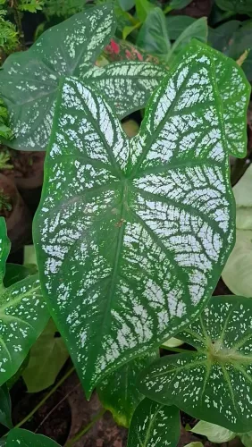 Mudas de Plantas: Caladium - Tinhorão