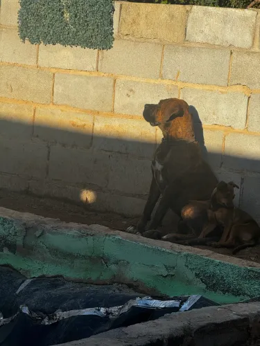Cachorra Fila brasileiro