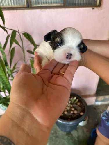 Shih-tzu fêmea