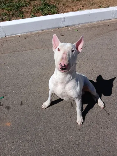Bull terrier macho