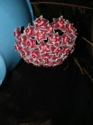 Muda de flor de cera