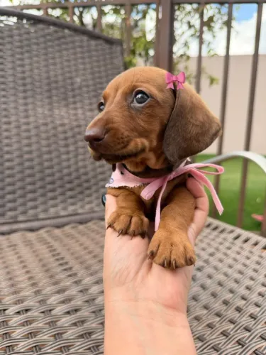 Dachshund fêmea dourada PROMO