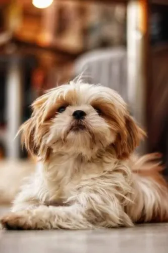 ? Lhasa Apso | Encontre Seu Novo Melhor Amigo