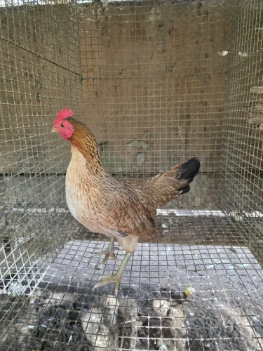 Galinha bankiva pura 