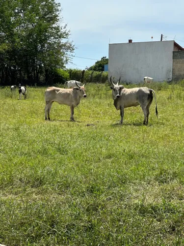 Cangaian