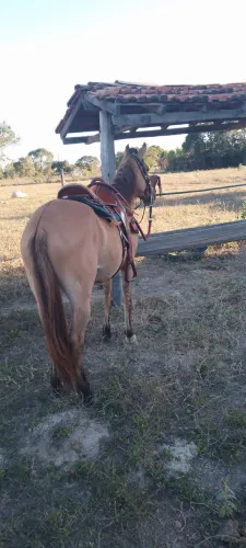 Cavalo disponível 4 anos!!valor 3.500