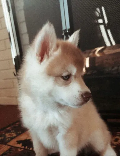 Filhotes de Husky Siberiano | Companheiro de todos os dias.