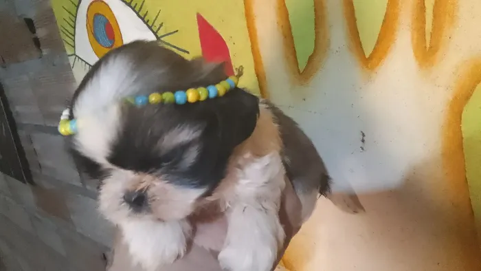 Cachorros 