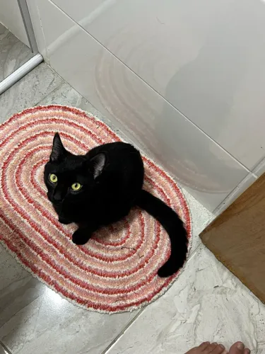 GATO PRETO MACHO SRD PARA DOAÇÃO