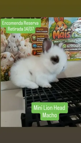 Mini Coelho Variadas Raças e Valores