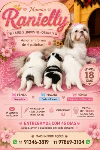 Filhote de shitzu disponível