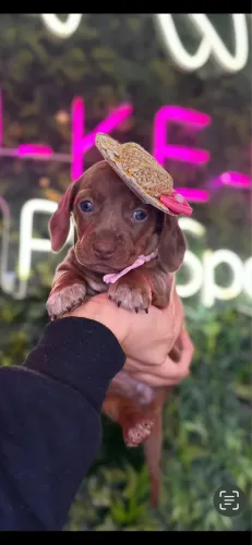 Dachshund ! Lindinha 